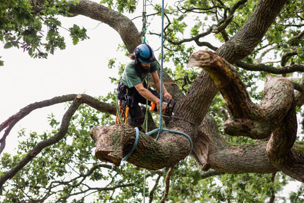 Professional Tree Removal Services in Chambersburg, PA