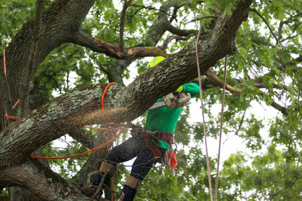 How Our Tree Care Process Works  in  Chambersburg, PA